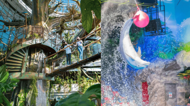 Dolphin & Seal Show - Dubai Dolphinarium + The Green Planet Dubai - Combo