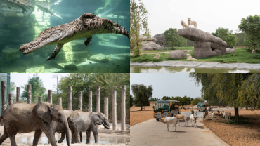 Dubai Safari Park + Dubai Crocodile Park - Combo