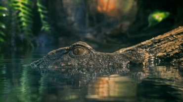 Dubai Aquarium & Underwater Zoo - King Crock Encounter