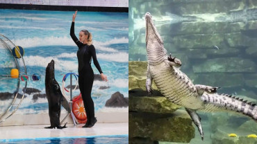 Dubai Crocodile Park + Dolphin and Seal Show - Combo