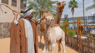 Emirati Hospitality Experience Including Late Lunch